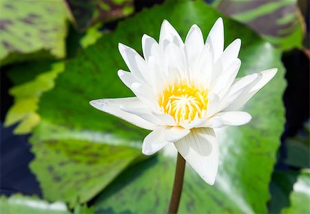 Pure white lotus in the pond of urban park. Foto de stock - Royalty-Free Super Valor e Assinatura, Número: 400-07924114
