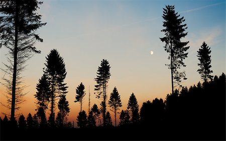 dfaagaard (artist) - Silhouette of pine trees on a hillside at dusk with a colorful darkening sky and the moon in the background Stock Photo - Budget Royalty-Free & Subscription, Code: 400-07924176