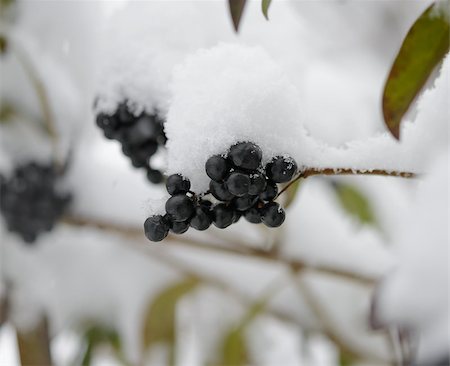 Black Elder Berries Covered With Fresh Snow. Winter Background Photographie de stock - Aubaine LD & Abonnement, Code: 400-07924399