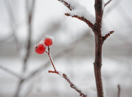 Red Rowan Berries Covered With Fresh Snow. Winter Background Fotografie stock - Microstock e Abbonamento, Codice: 400-07924411