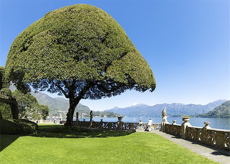 ornamental tree on the terrace with lake view Foto de stock - Royalty-Free Super Valor e Assinatura, Número: 400-07924835