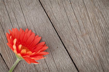 simsearch:400-07662543,k - Orange gerbera flower on wooden background with copy space Stock Photo - Budget Royalty-Free & Subscription, Code: 400-07925204