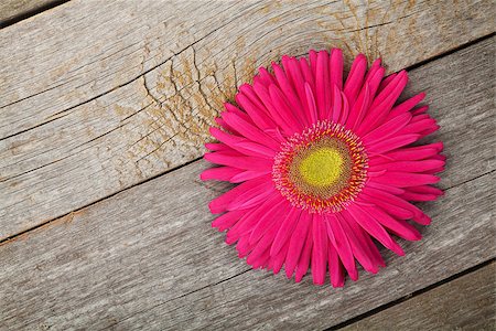 simsearch:400-08298802,k - Gerbera flower over wooden table background with copy space Photographie de stock - Aubaine LD & Abonnement, Code: 400-07925347