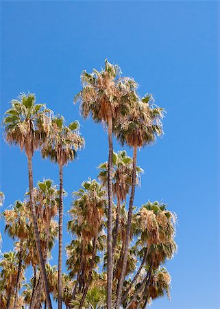 Grove of tall dry palm trees on clear blue sky. Fotografie stock - Microstock e Abbonamento, Codice: 400-07925623