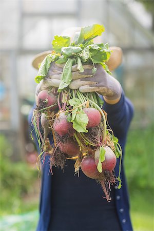 simsearch:400-08116305,k - Woman showing home grown vegetables at home in the garden Stock Photo - Budget Royalty-Free & Subscription, Code: 400-07927019