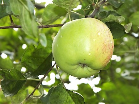 simsearch:632-03754188,k - Ripening big apple fruit with water droplets hanging on a branch Stock Photo - Budget Royalty-Free & Subscription, Code: 400-07920061