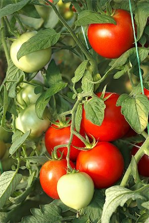 Bunch of ripe red round tomatoes hanging in greenhouse Stockbilder - Microstock & Abonnement, Bildnummer: 400-07920529