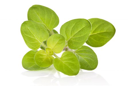 simsearch:652-03804931,k - Fresh marjoram leaves isolated on white background. Culinary aromatic herbs. Fotografie stock - Microstock e Abbonamento, Codice: 400-07921027