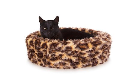 simsearch:400-07508681,k - Black cat resting in a basket, leopardprint Stock Photo - Budget Royalty-Free & Subscription, Code: 400-07921140