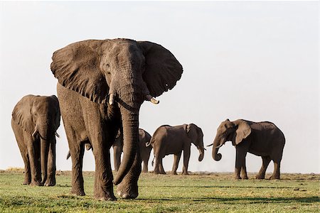 Portrait of African Elephant in Chobe National Park, Botswana. True wildlife photography Stock Photo - Budget Royalty-Free & Subscription, Code: 400-07921178