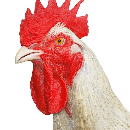 Portrait of mature yellow rooster over white Photographie de stock - Aubaine LD & Abonnement, Code: 400-07921227