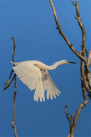 simsearch:400-08980734,k - Little egret (Egretta garzetta) in flight. Location: Danube Delta, Romania Photographie de stock - Aubaine LD & Abonnement, Code: 400-07921652