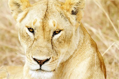 simsearch:400-07922590,k - A lion (Panthera leo) on the Maasai Mara National Reserve safari in southwestern Kenya. Stockbilder - Microstock & Abonnement, Bildnummer: 400-07921829