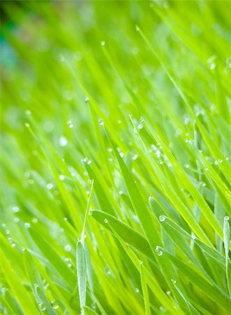 simsearch:400-07758113,k - Background of dew drops on bright green grass in the garden. Foto de stock - Super Valor sin royalties y Suscripción, Código: 400-07922060