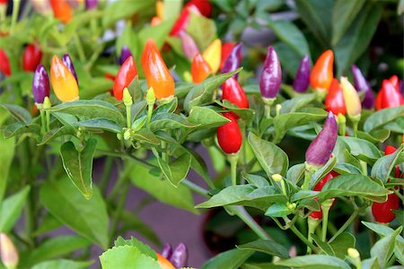 Fresh organic pepper background, photo taken at local farmers market, in New York City Stock Photo - Budget Royalty-Free & Subscription, Code: 400-07922144
