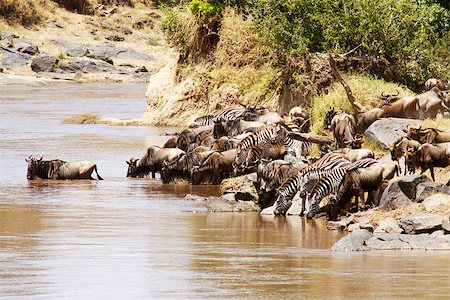 simsearch:862-03366372,k - Wildebeest (Connochaetes) and zebras migrating on the Maasai Mara National Reserve safari in southwestern Kenya. Fotografie stock - Microstock e Abbonamento, Codice: 400-07922177