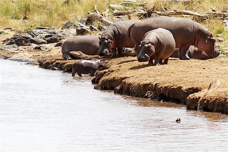 simsearch:400-05738491,k - Hippos (Hippopotamus amphibius) on the Masai Mara National Reserve safari in southwestern Kenya. Stock Photo - Budget Royalty-Free & Subscription, Code: 400-07922178