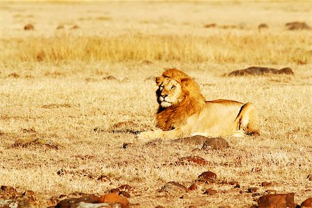 simsearch:400-04709025,k - A lion (Panthera leo) on the Masai Mara National Reserve safari in southwestern Kenya. Photographie de stock - Aubaine LD & Abonnement, Code: 400-07922590