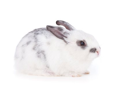 simsearch:400-06797181,k - Small rabbit. Isolated on white background Stock Photo - Budget Royalty-Free & Subscription, Code: 400-07922781