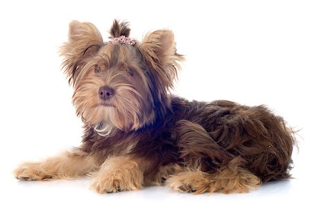 simsearch:400-08098706,k - chocolate yorkshire terrier in front of white background Stock Photo - Budget Royalty-Free & Subscription, Code: 400-07923660