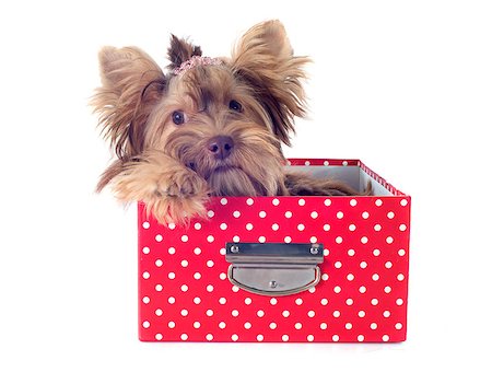 simsearch:400-08098706,k - chocolate yorkshire terrier in front of white background Stock Photo - Budget Royalty-Free & Subscription, Code: 400-07923661