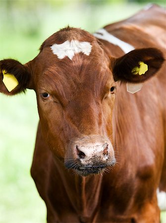 simsearch:400-07923825,k - Tranquil Scene with Domestic cows Photographie de stock - Aubaine LD & Abonnement, Code: 400-07923825