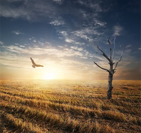 simsearch:400-07932789,k - Dry tree and bird in autumnn field at sunset Stock Photo - Budget Royalty-Free & Subscription, Code: 400-07923864