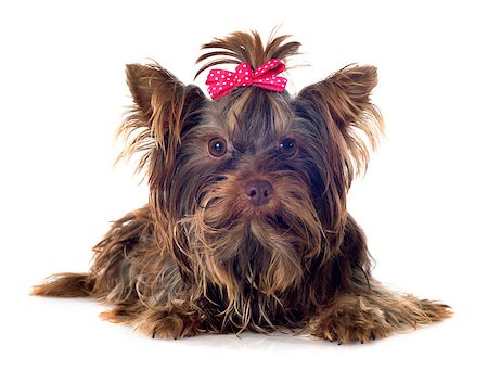 simsearch:400-08098706,k - chocolate yorkshire terrier in front of white background Stock Photo - Budget Royalty-Free & Subscription, Code: 400-07923894