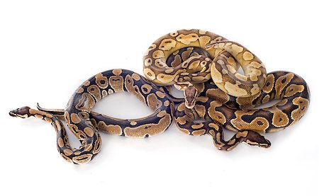 pitón - Python regius in front of white background Foto de stock - Super Valor sin royalties y Suscripción, Código: 400-07923917