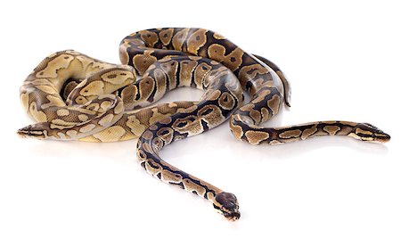 pythonschlange - Python regius in front of white background Stockbilder - Microstock & Abonnement, Bildnummer: 400-07923918