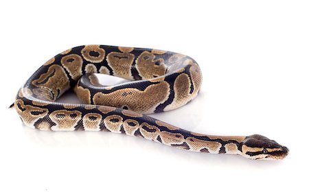 pythonschlange - Python regius in front of white background Stockbilder - Microstock & Abonnement, Bildnummer: 400-07923920