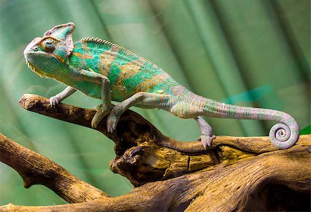 chameleon Stock Photo - Budget Royalty-Free & Subscription, Code: 400-07932217