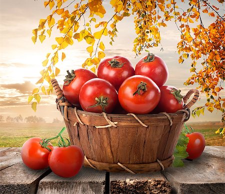 simsearch:400-07776749,k - Ripe tomatoes in a basket on a nature background Foto de stock - Super Valor sin royalties y Suscripción, Código: 400-07932346