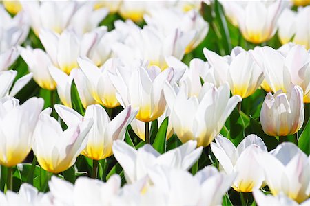 White tulips on a sunny day Foto de stock - Royalty-Free Super Valor e Assinatura, Número: 400-07932411