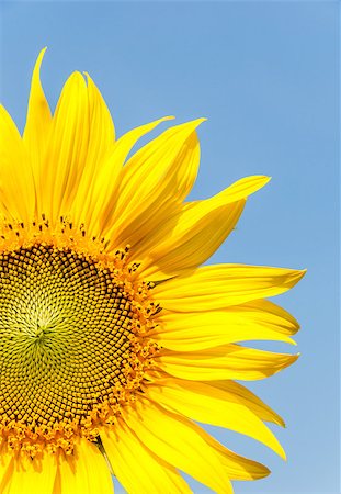 Blooming sunflower in the clear blue sky. Foto de stock - Royalty-Free Super Valor e Assinatura, Número: 400-07932541