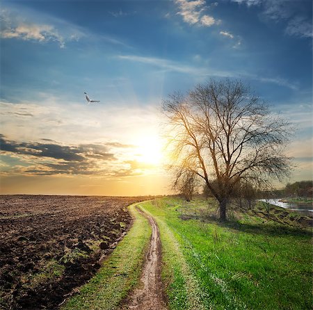 simsearch:400-07932789,k - Bird over plowed field and country road Stock Photo - Budget Royalty-Free & Subscription, Code: 400-07932717
