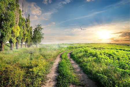 simsearch:400-07932789,k - Poplars near country road at the light of morning sun Stock Photo - Budget Royalty-Free & Subscription, Code: 400-07932718