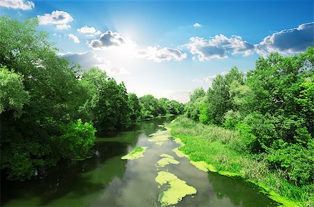 sun stream - Duckweed on calm river in the forest Foto de stock - Super Valor sin royalties y Suscripción, Código: 400-07932719
