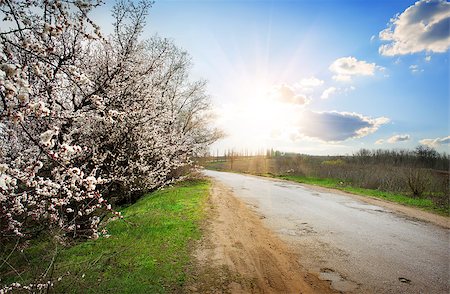 Flowering cherry tree near road at sunshine Stock Photo - Budget Royalty-Free & Subscription, Code: 400-07932721