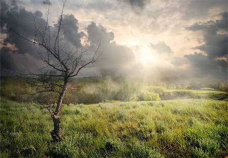 simsearch:400-07932789,k - Dry tree and storm clouds at sunrise Stock Photo - Budget Royalty-Free & Subscription, Code: 400-07932789