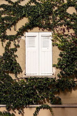 photojope (artist) - Closed wooden white shutter window surrounded by a creeper. Photographie de stock - Aubaine LD & Abonnement, Code: 400-07932861