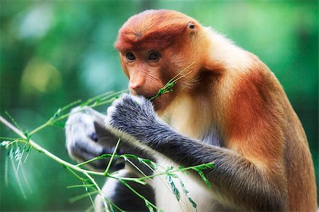 simsearch:400-07207937,k - Proboscis Monkeys, Nasalis larvatus, or long-nosed monkeys, the worlds most endangered primates, are endemic to the mangrove forests of the Southeast Asian island of Borneo. Proboscis Monkey Sanctuary, Sandakan, Sabah, Malaysia. Photographie de stock - Aubaine LD & Abonnement, Code: 400-07933386