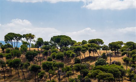 Sparse green trees on dry hill against cloudy sky. Fotografie stock - Microstock e Abbonamento, Codice: 400-07933603
