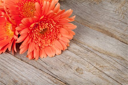 simsearch:400-07662543,k - Orange gerbera flowers on wooden background with copy space Stock Photo - Budget Royalty-Free & Subscription, Code: 400-07933682
