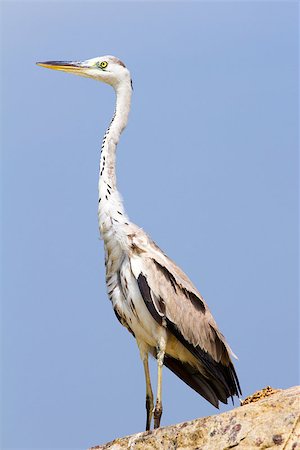 straannick (artist) - Great Egret bird against the blue sky (Kerala, India) Photographie de stock - Aubaine LD & Abonnement, Code: 400-07933885