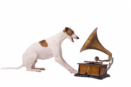small white dog with fur - Greyhound and an old gramophone isolated on a white background Stock Photo - Budget Royalty-Free & Subscription, Code: 400-07955084