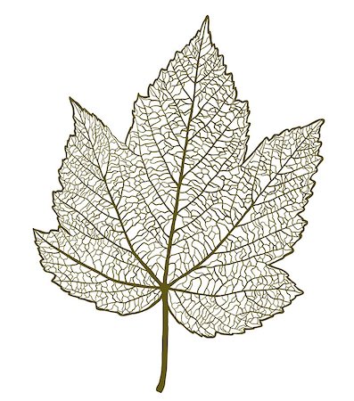 Vector maple leaf isolated Stock Photo - Budget Royalty-Free & Subscription, Code: 400-07955080