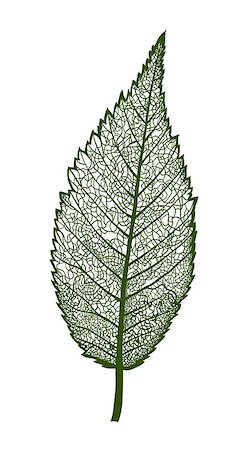 firin (artist) - Vector leaf, isolated Foto de stock - Super Valor sin royalties y Suscripción, Código: 400-07955081