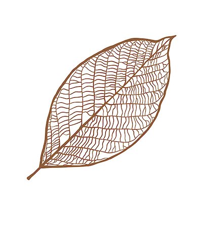 firin (artist) - Vector nut leaf, isolated on white background Foto de stock - Super Valor sin royalties y Suscripción, Código: 400-07955082