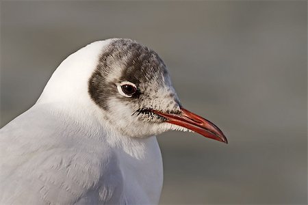 A close-up of a Black-headed Gull (Larus ridibundus) Photographie de stock - Aubaine LD & Abonnement, Code: 400-07955304